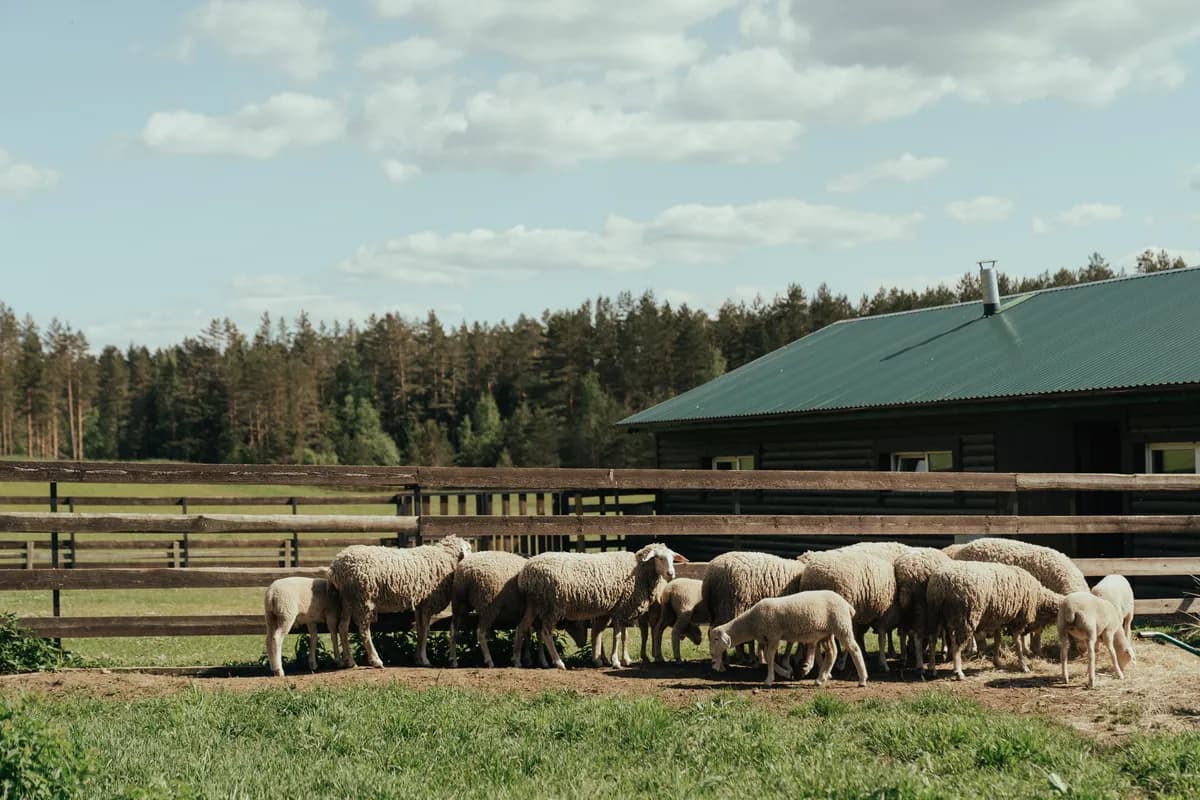 BookNoFees example image: Sheep in a fenced-in pasture next to a barn