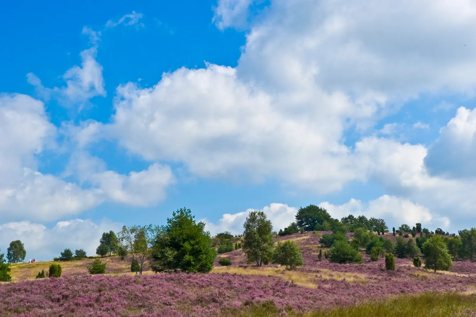 BookNoFees Lower Saxony guide, Germany: heathland at Wilseder Berg in Lüneburg Heath.